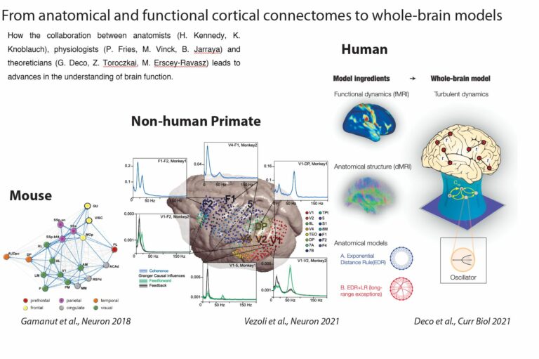 Corticity-768x511.jpg